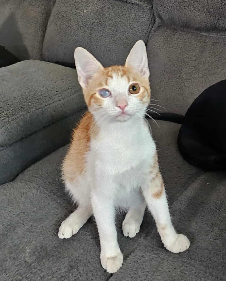 Buddy, an adoptable Domestic Short Hair in Arlington Heights, IL image 2/6