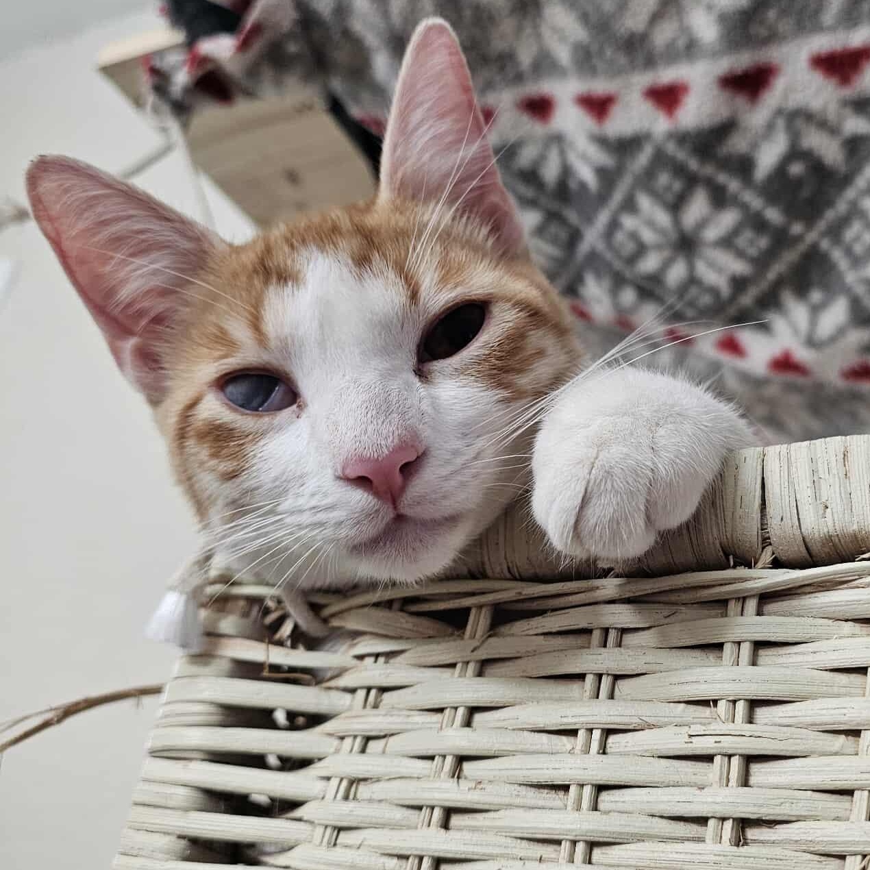 Buddy, an adoptable Domestic Short Hair in Arlington Heights, IL image 1/6