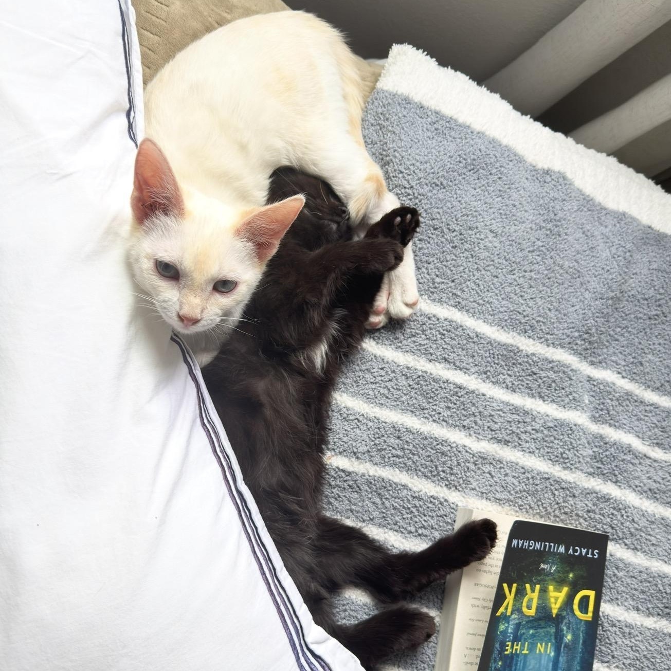 Enlarge Flower & Petal Araujo * Bonded pair, an adopted Domestic Short Hair in Denver, CO image 5/6