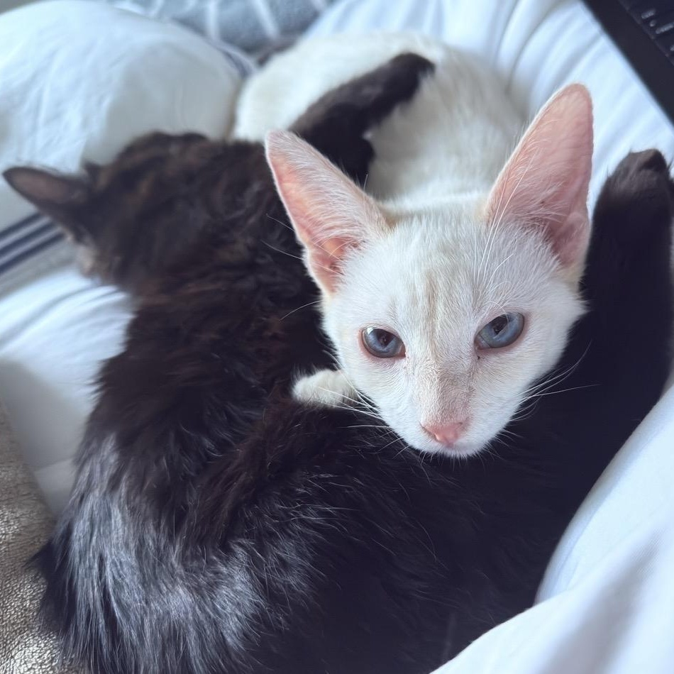 Enlarge Flower & Petal Araujo * Bonded pair, an adopted Domestic Short Hair in Denver, CO image 3/6