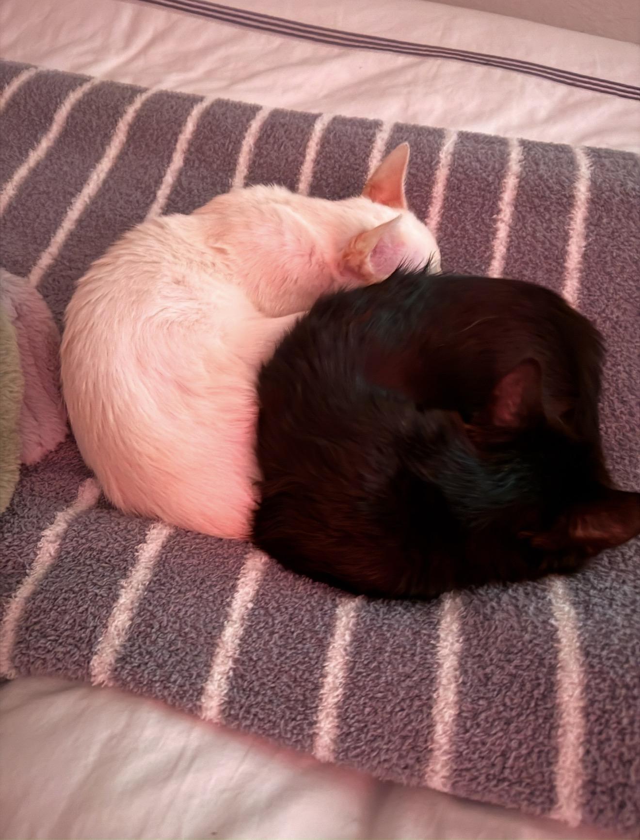 Enlarge Flower & Petal Araujo * Bonded pair, an adopted Domestic Short Hair in Denver, CO image 4/6