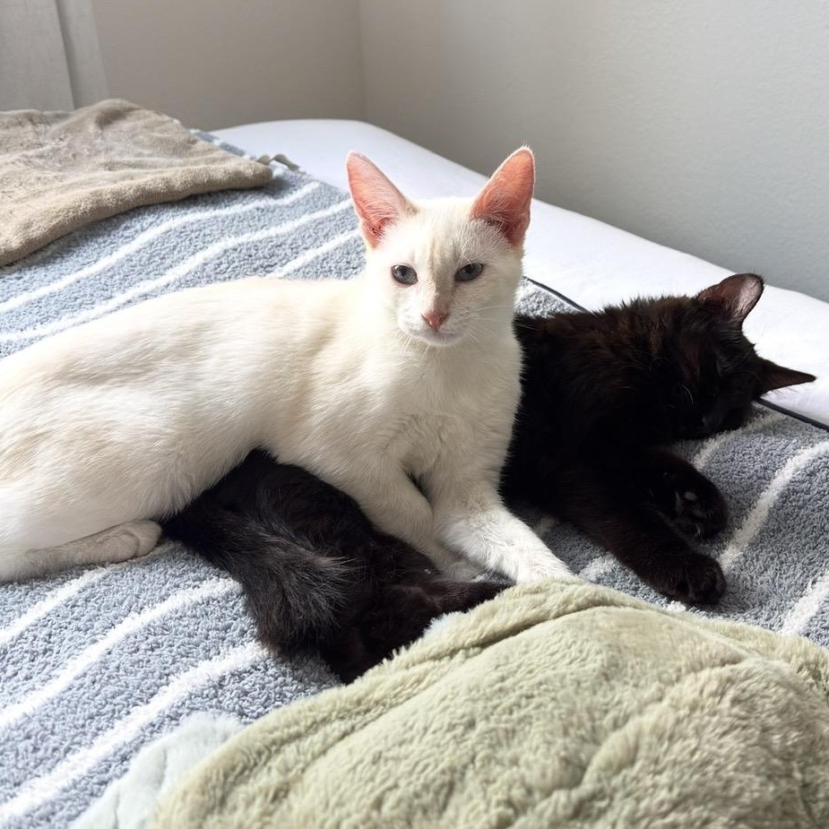 Flower & Petal Araujo * Bonded pair, adopted, Kitten Female Domestic Short Hair.
