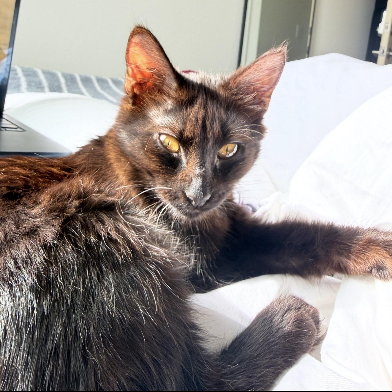 Enlarge Flower & Petal Araujo * Bonded pair, an adopted Domestic Short Hair in Denver, CO image 2/6