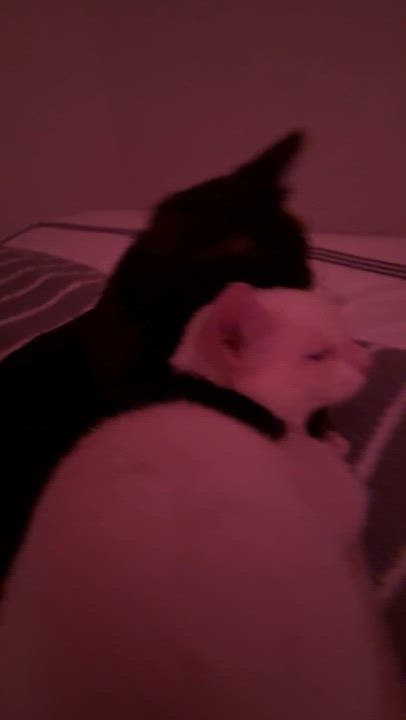 Enlarge Flower & Petal Araujo * Bonded pair, an adopted Domestic Short Hair in Denver, CO video 6/6