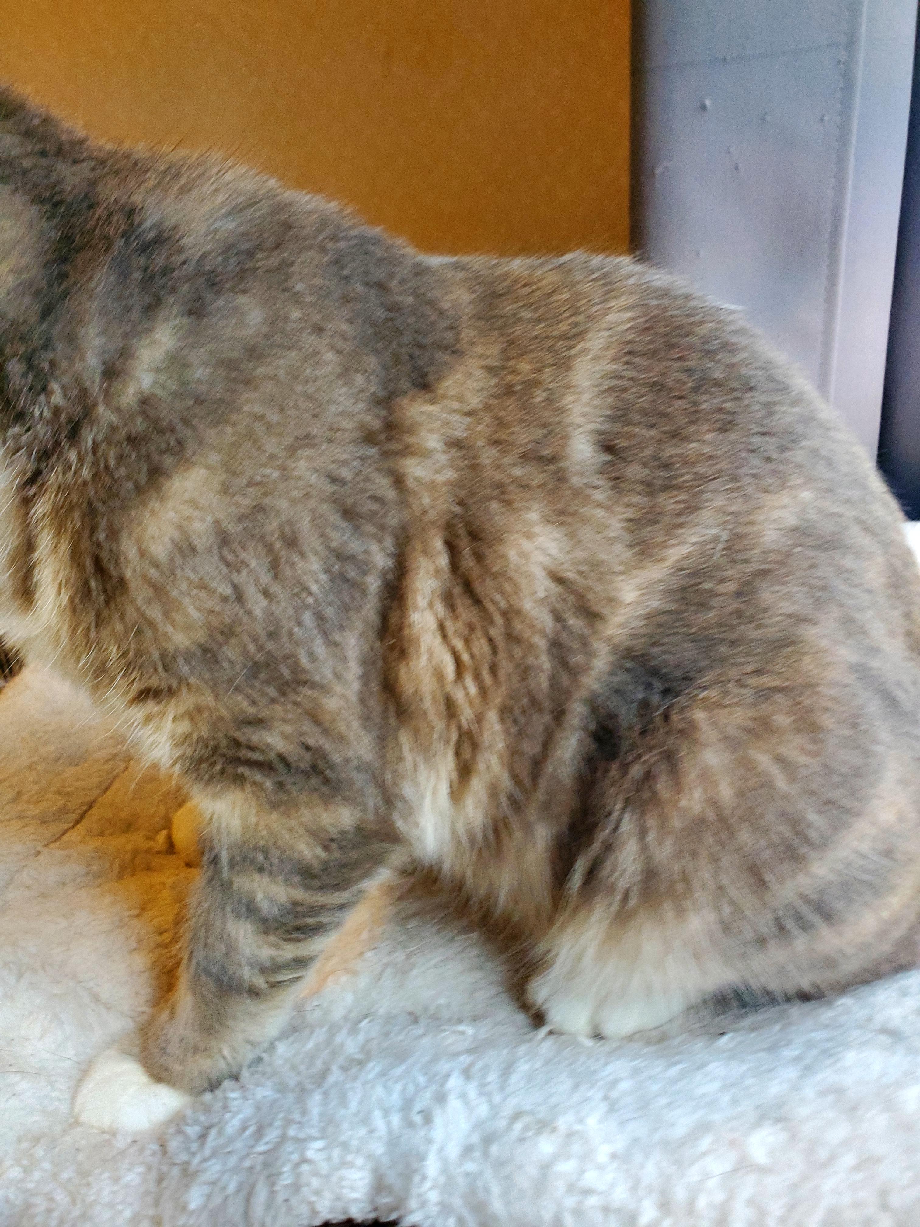 Marshie, a Adopted mixed breed in Gladwin, MI image 5/5