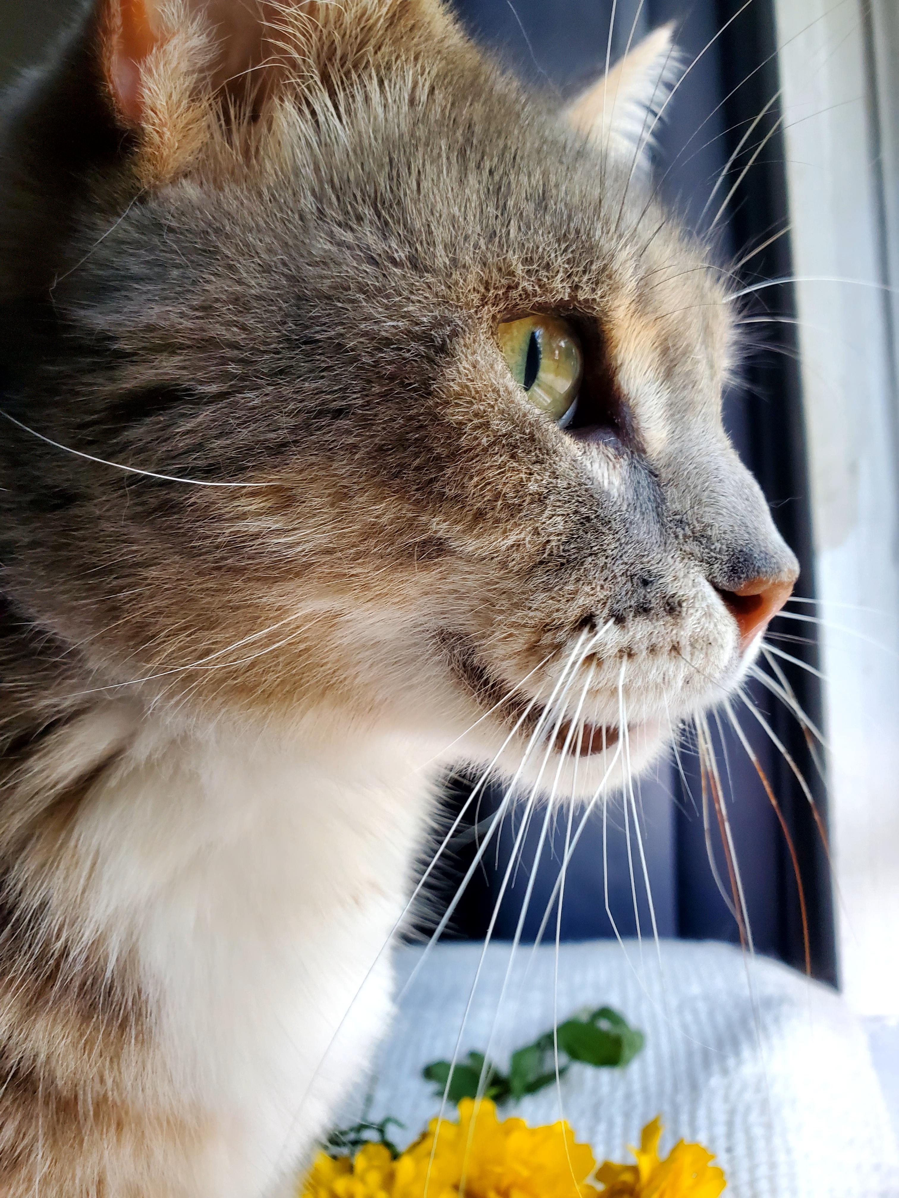 Marshie, a Adopted mixed breed in Gladwin, MI image 4/5