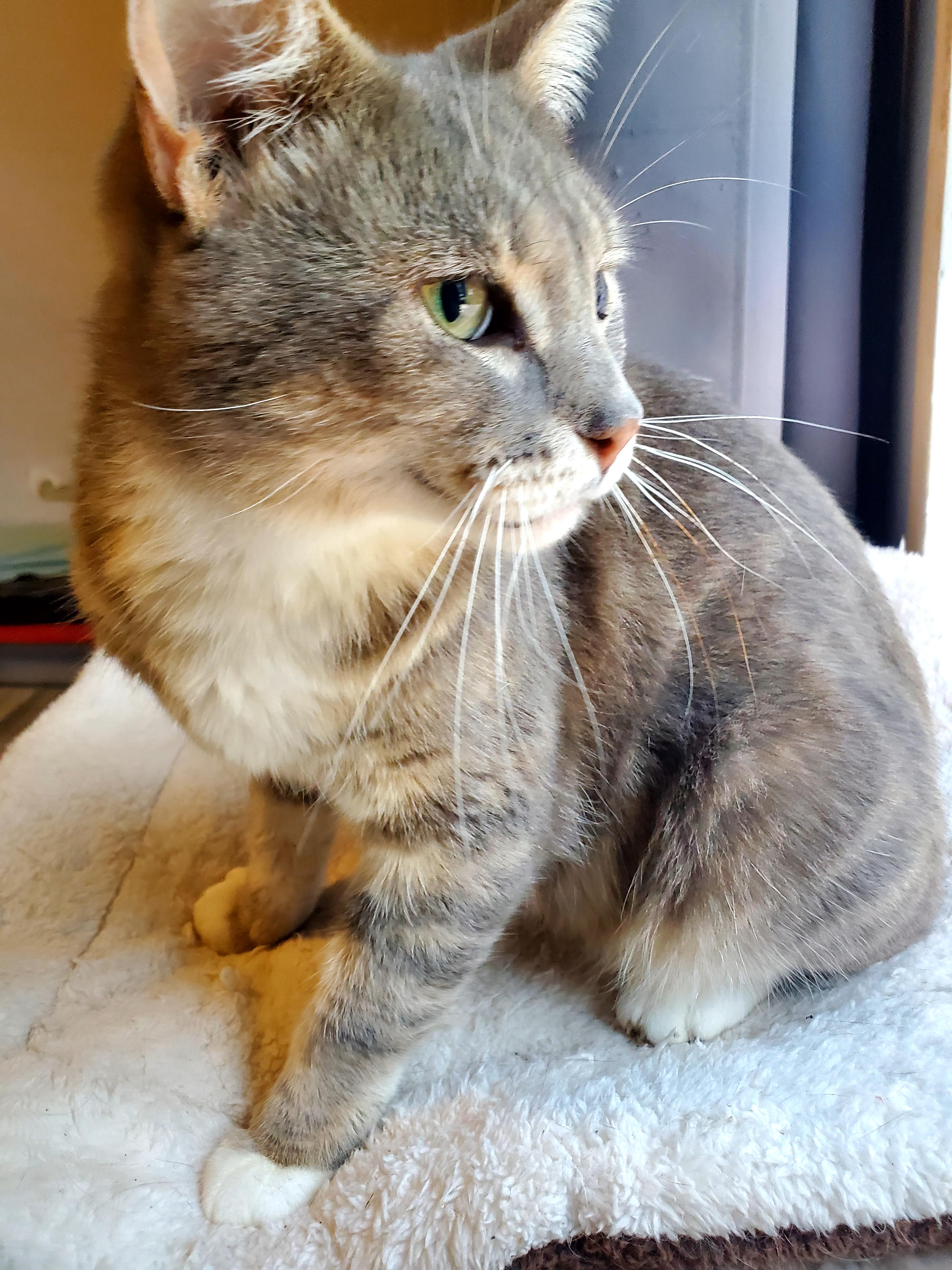 Marshie, a Adopted mixed breed in Gladwin, MI image 3/5