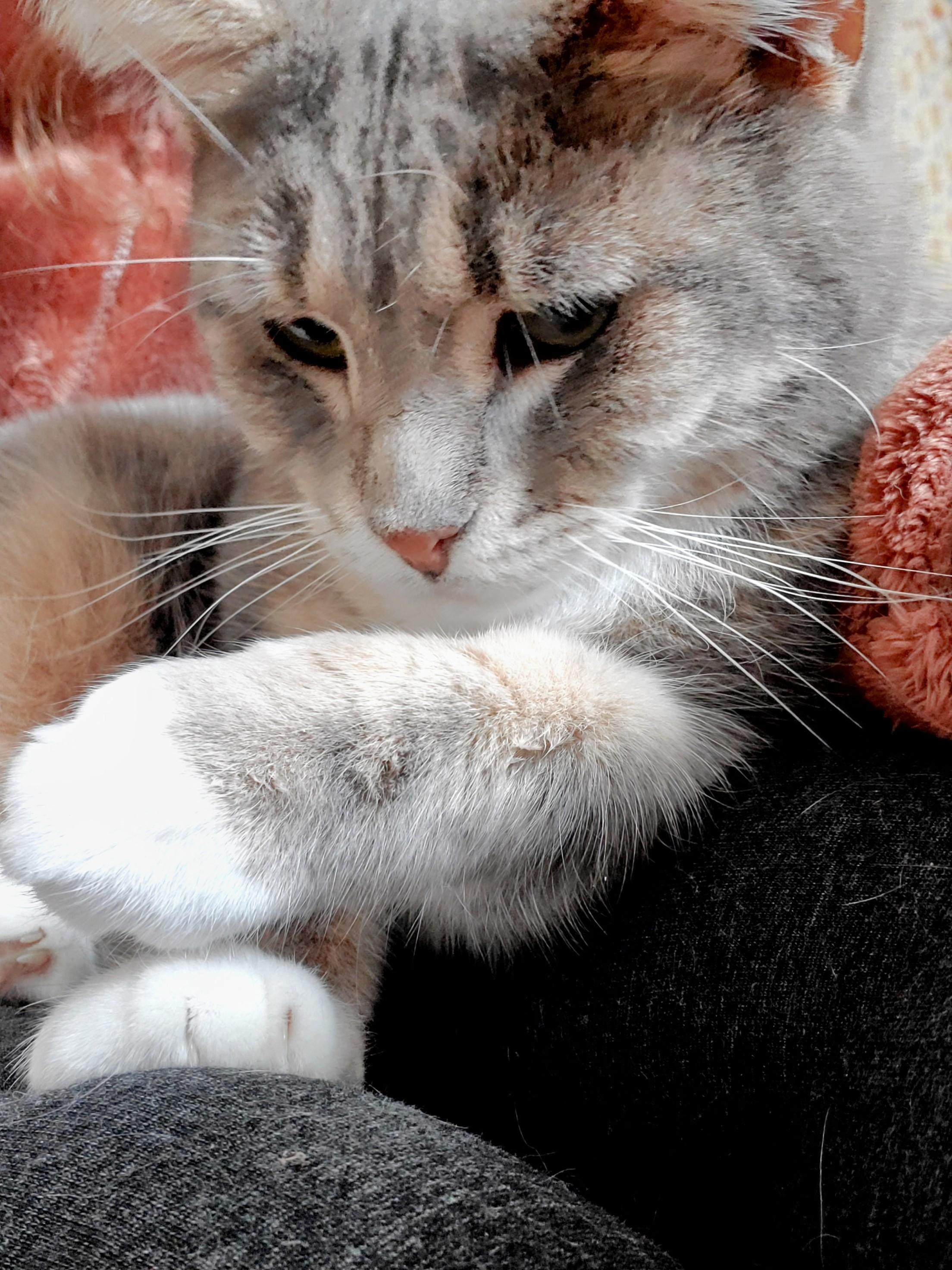 Marshie, a Adopted mixed breed in Gladwin, MI image 2/5