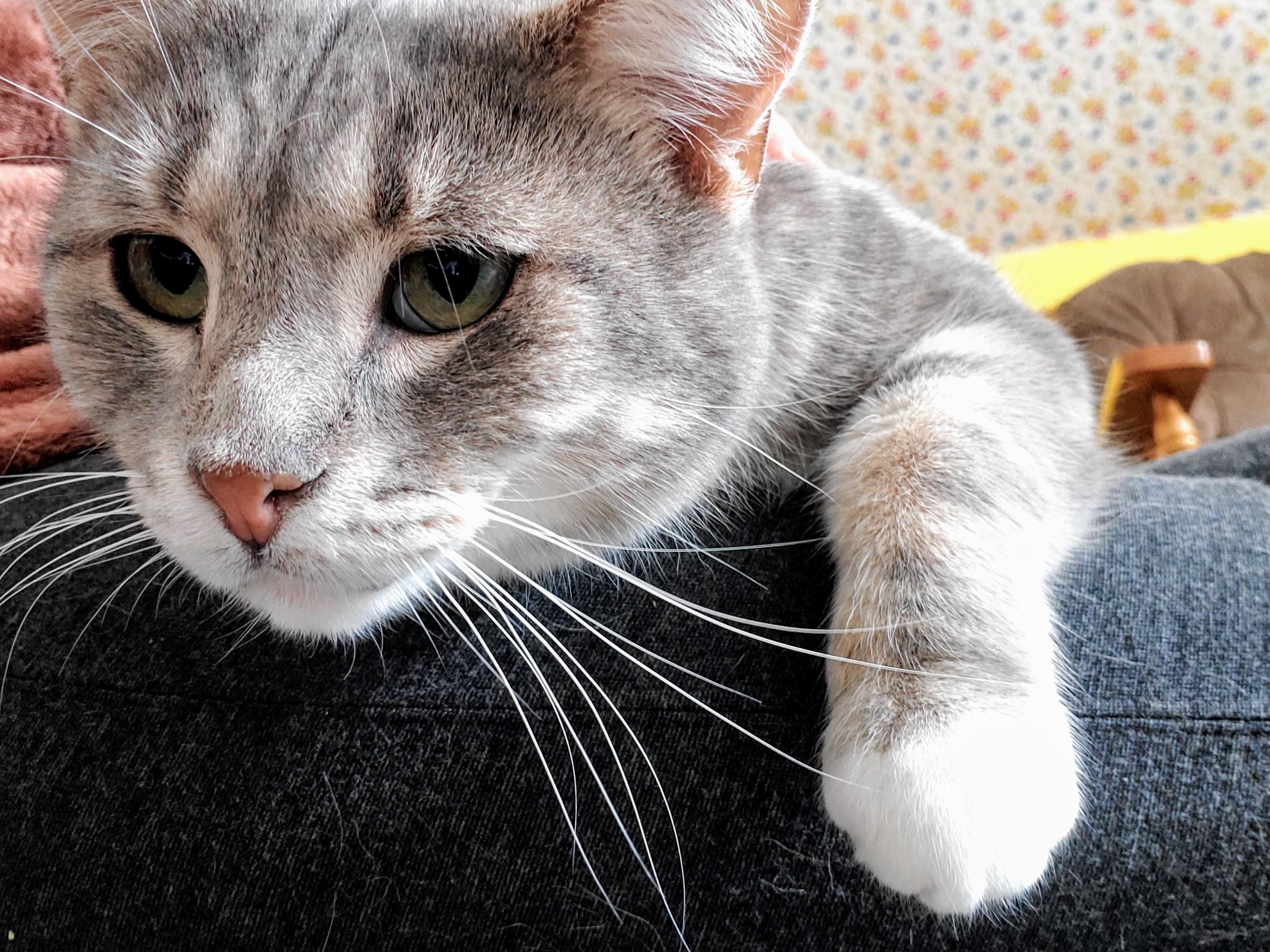 Marshie, a Adopted mixed breed in Gladwin, MI image 1/5