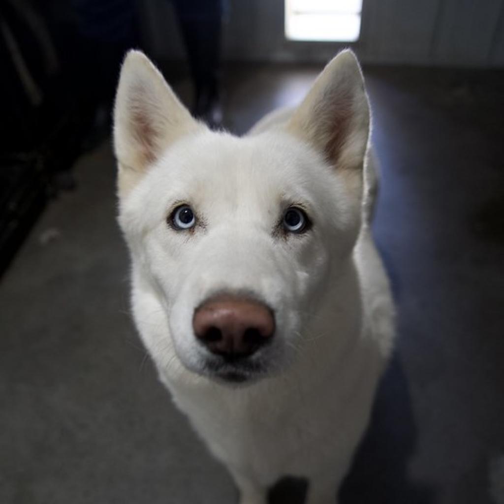 Target, a Adoptable Siberian Husky in Eufaula, OK image 4/6