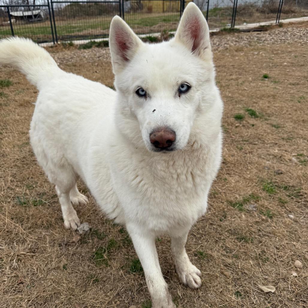 Target, a Adoptable Siberian Husky in Eufaula, OK image 6/6