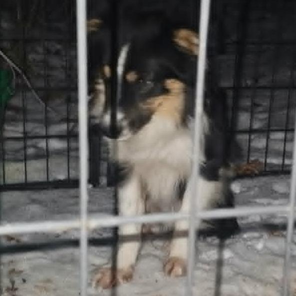 Runner, Adoptable, Adult Male Australian Shepherd.