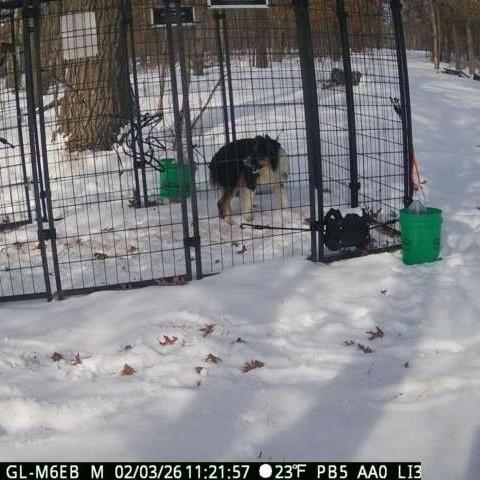 Enlarge Runner, a Adoptable Australian Shepherd in Ada, MN image 2/2