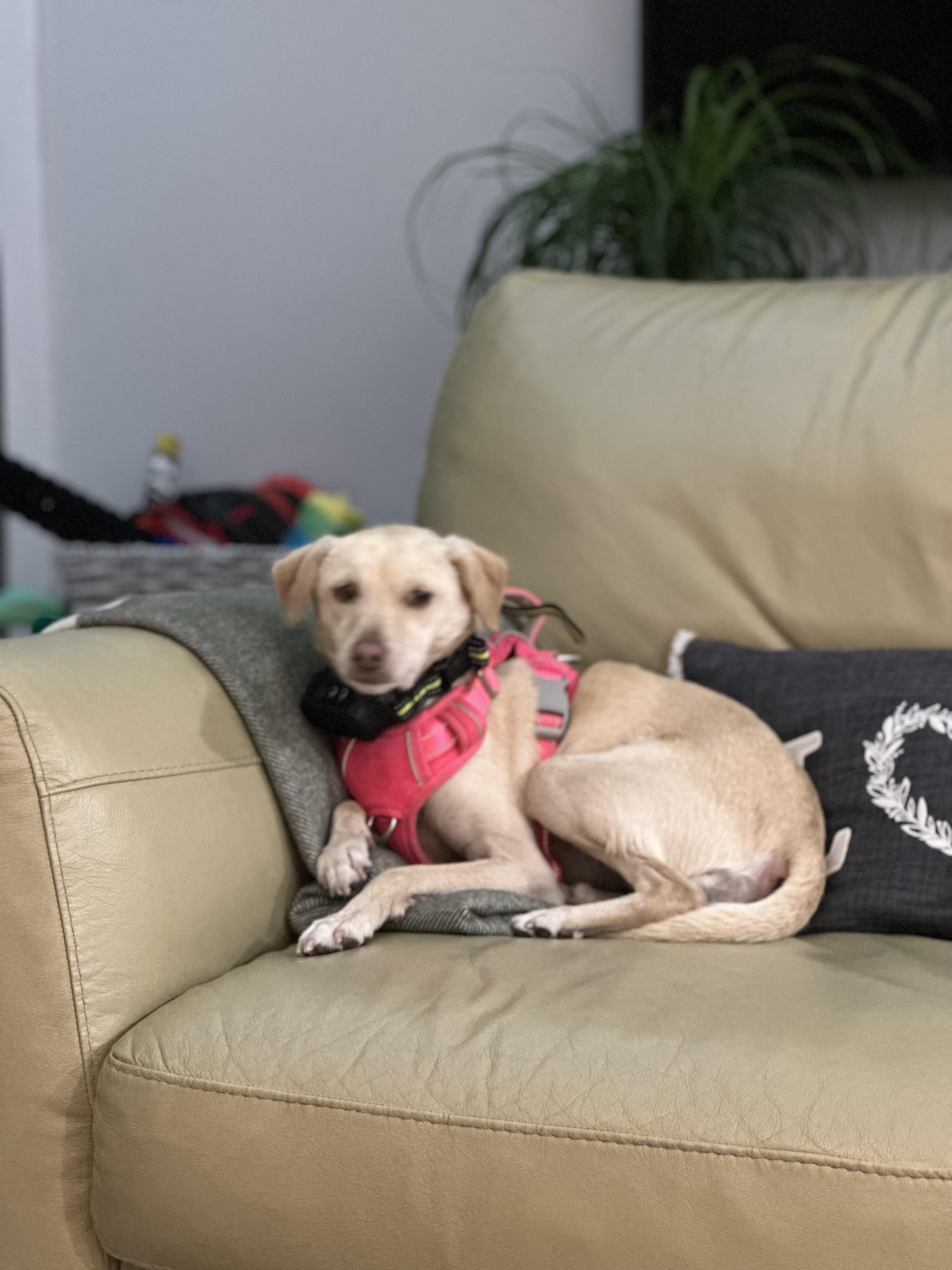 Candy, a ADOPTABLE mixed breed in Oakley, CA image 2/2