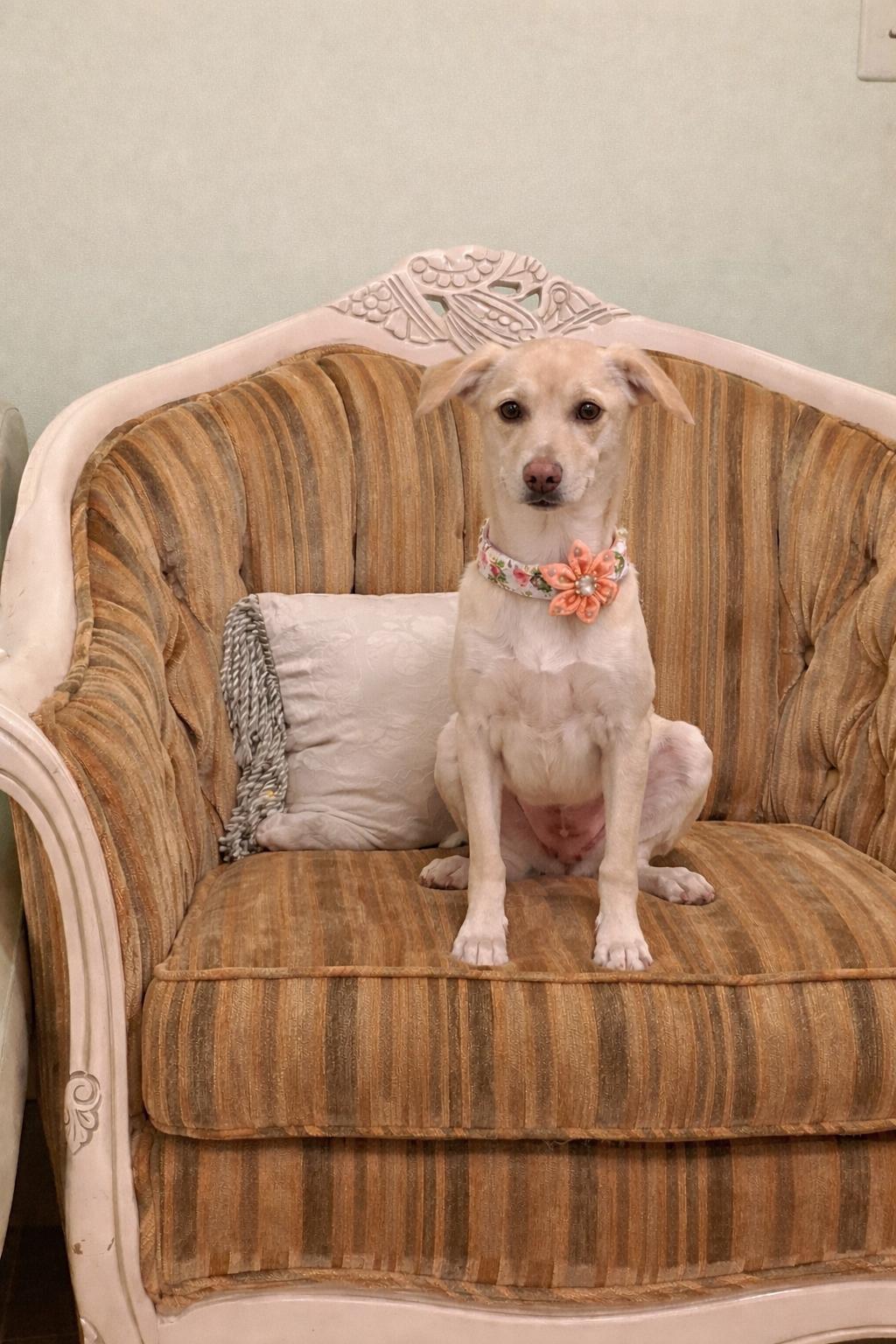 Candy, a ADOPTABLE mixed breed in Oakley, CA image 1/2