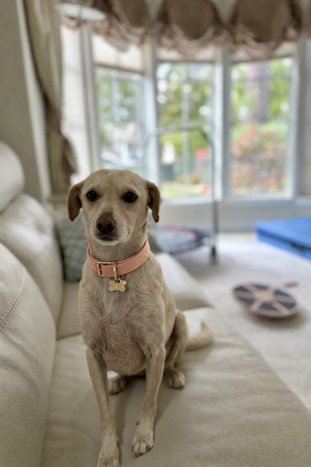 Enlarge Candy, a ADOPTABLE mixed breed in Oakley, CA image 3/4