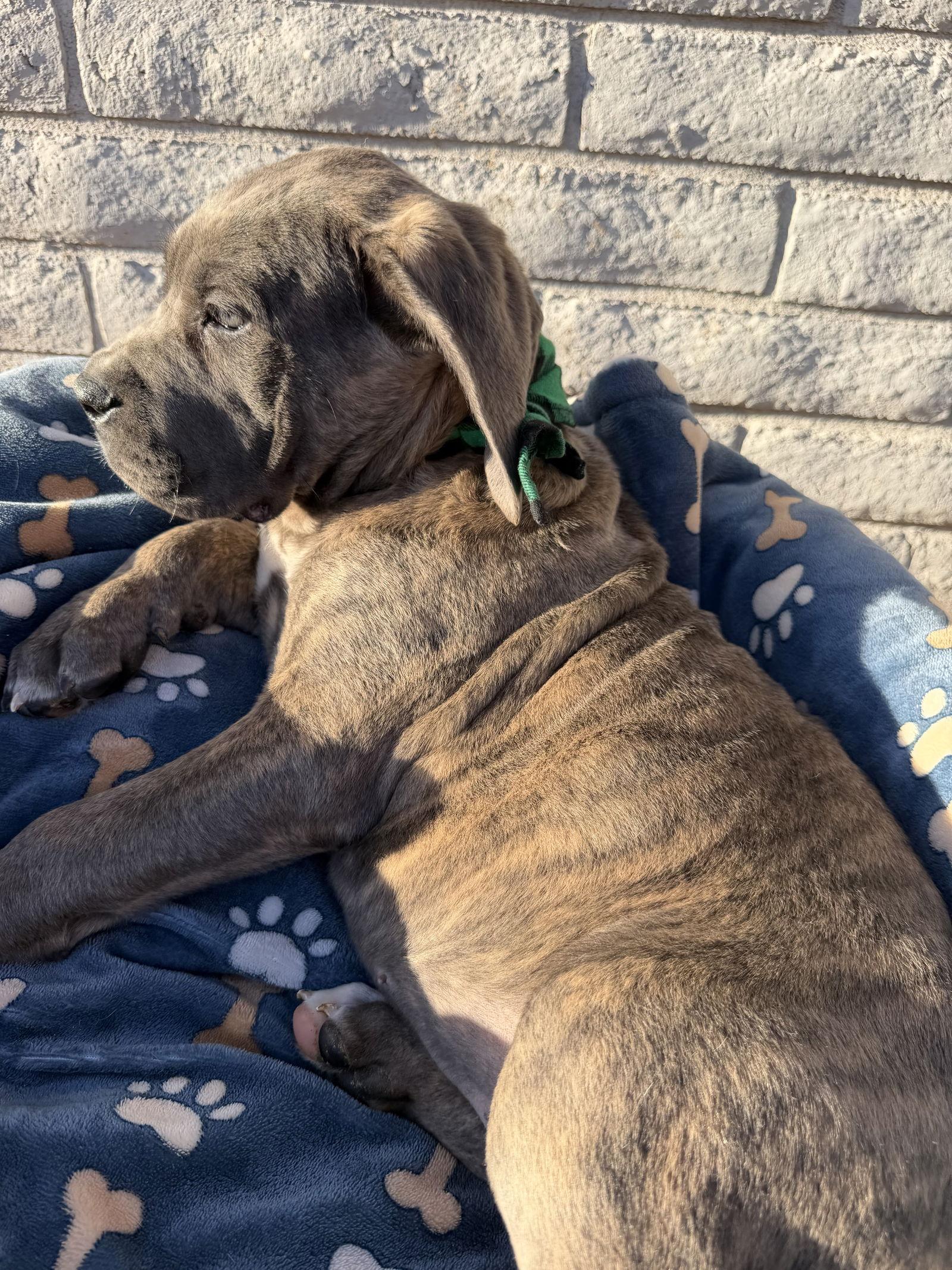 Duey - ADOPTED, Adoptable, Puppy Male Cane Corso.