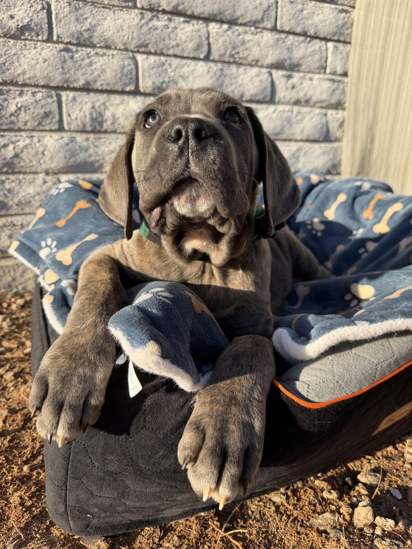Enlarge Duey - ADOPTED, a Adoptable Cane Corso in Glendale, AZ image 2/3
