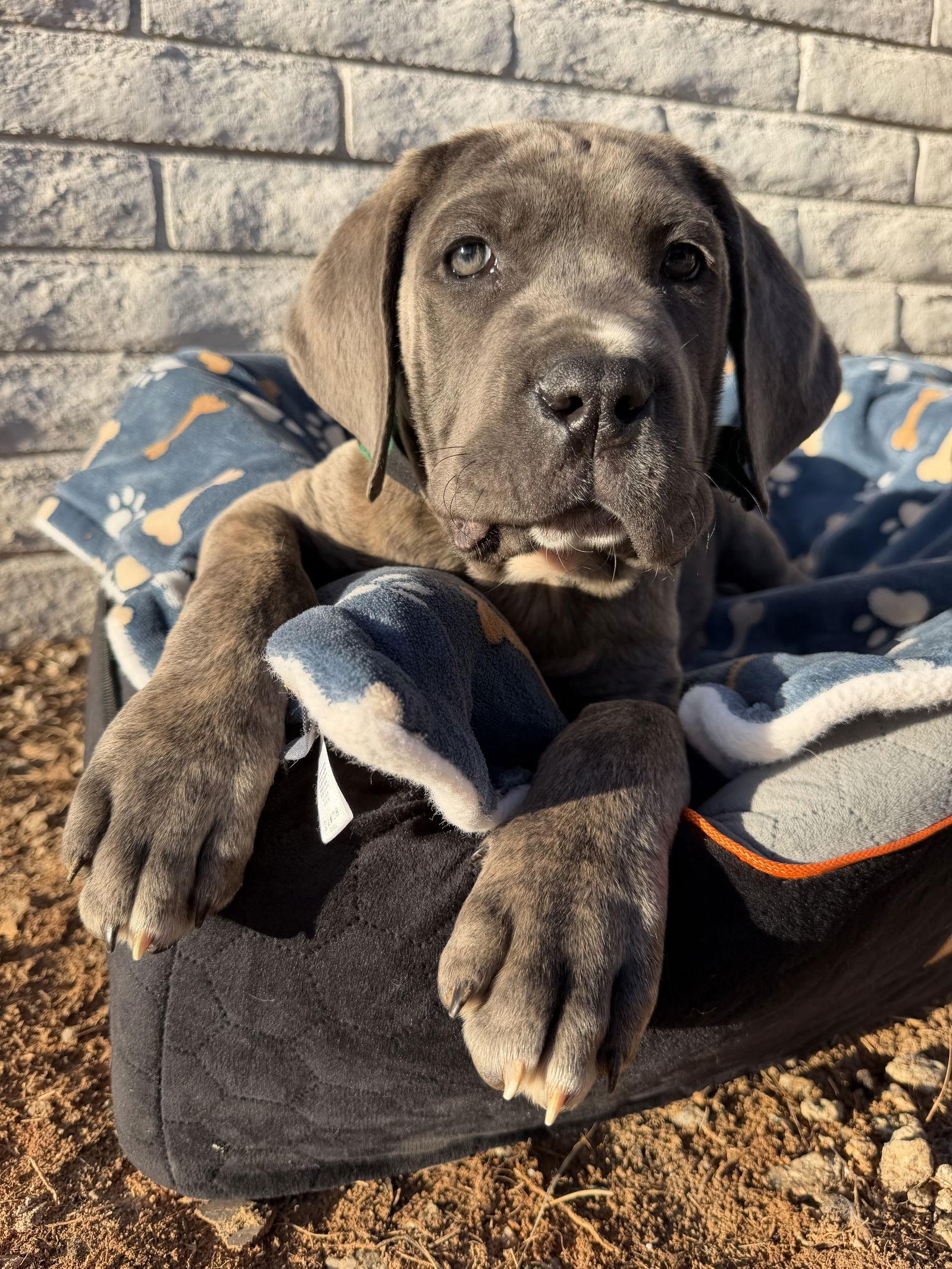 Enlarge Duey - ADOPTED, a Adoptable Cane Corso in Glendale, AZ image 3/3