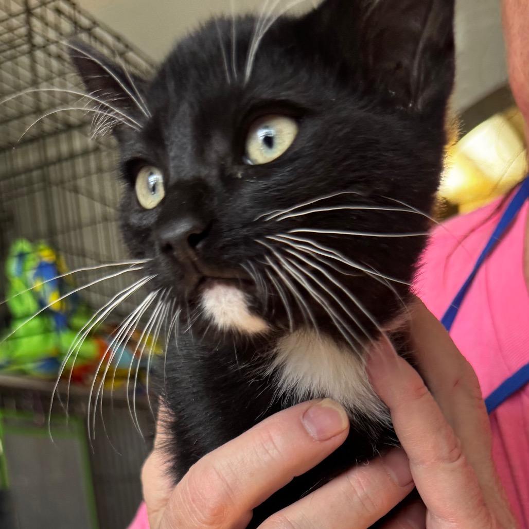 Nico, Adoptable, Kitten Male Domestic Short Hair.