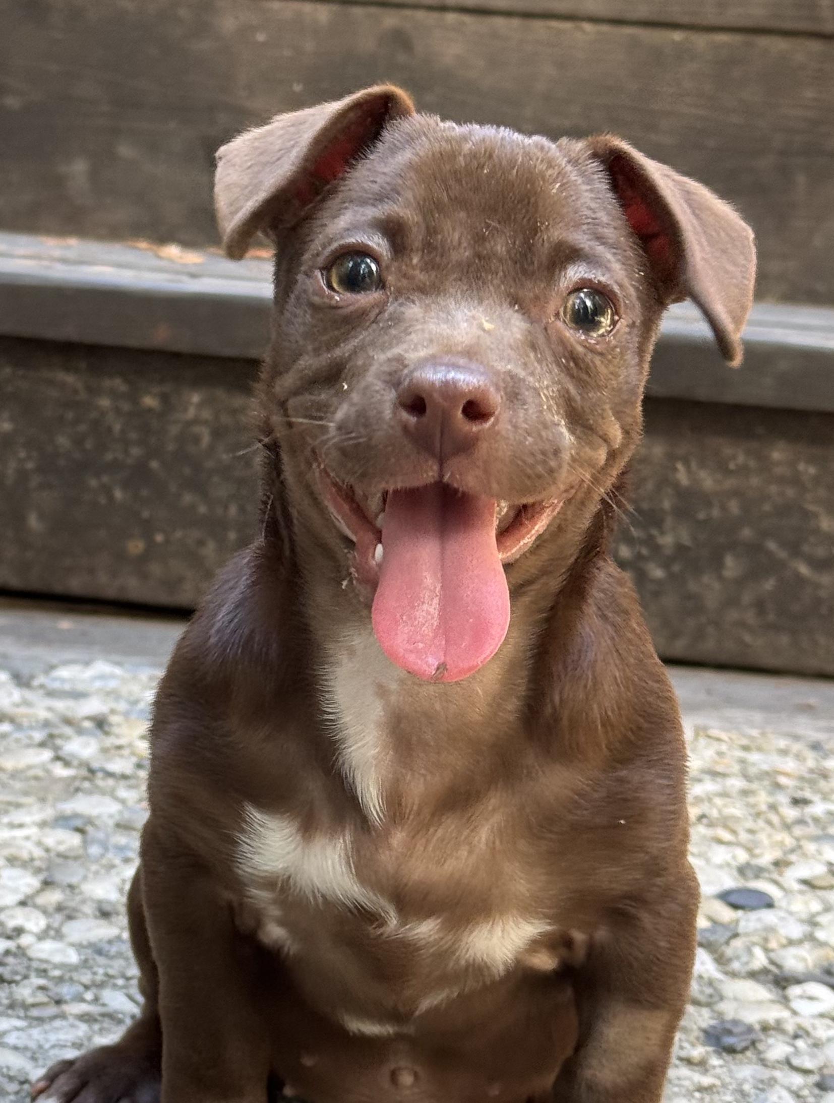 Enlarge Coffee litter Espresso, a Adoptable mixed breed in Redwood City, CA image 1/6