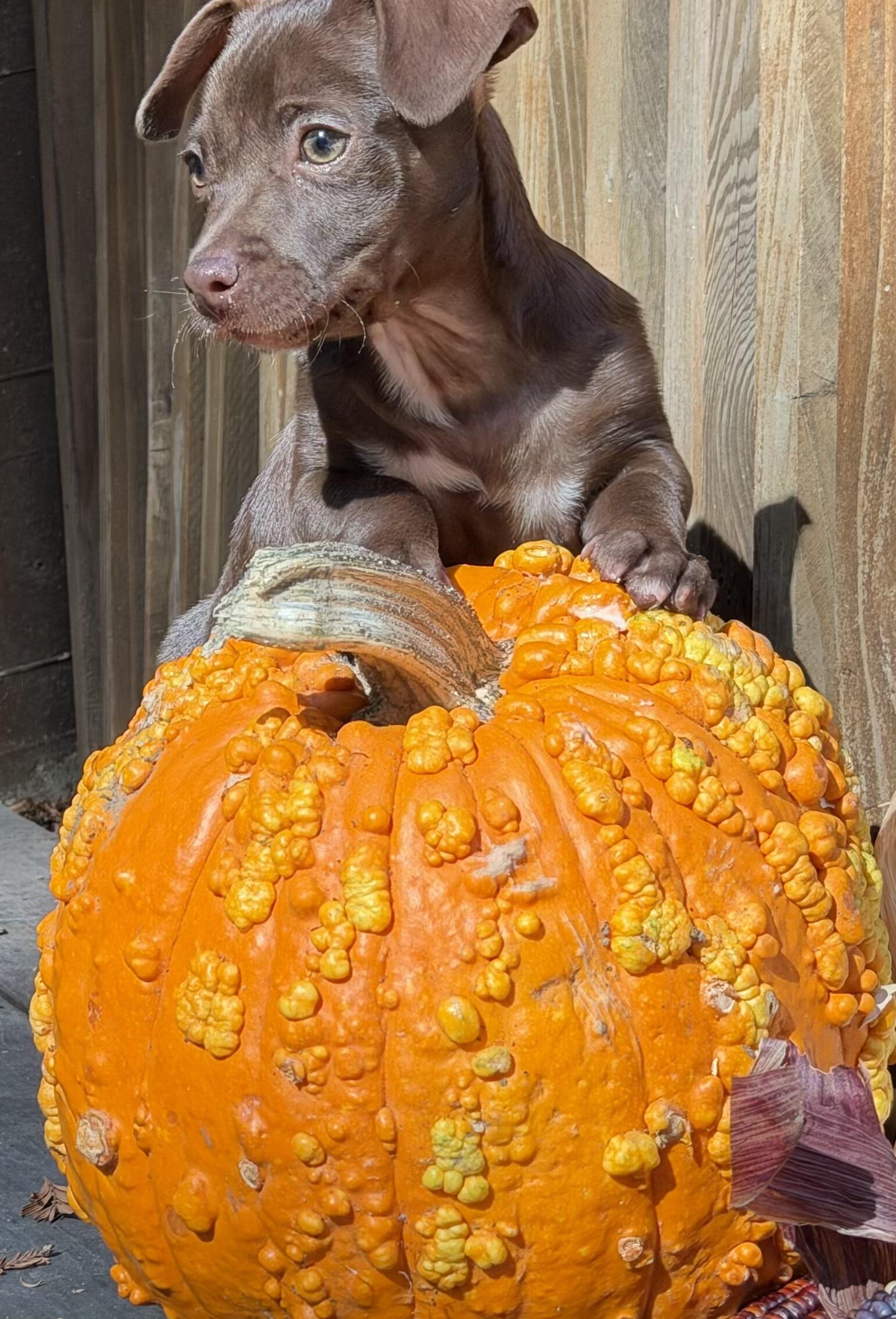 Enlarge Coffee litter Espresso, a Adoptable mixed breed in Redwood City, CA image 4/6