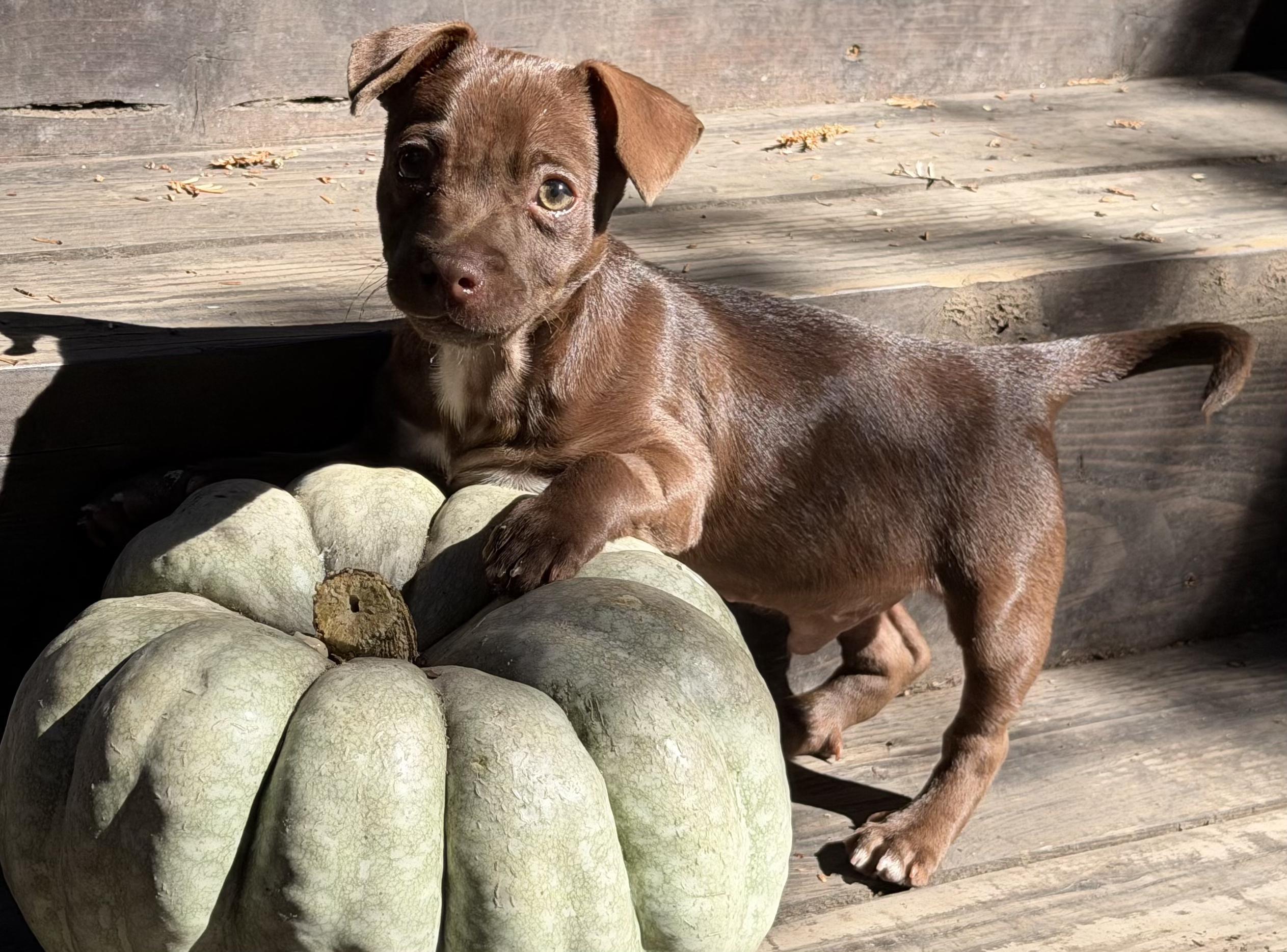 Enlarge Coffee litter Espresso, a Adoptable mixed breed in Redwood City, CA image 2/6
