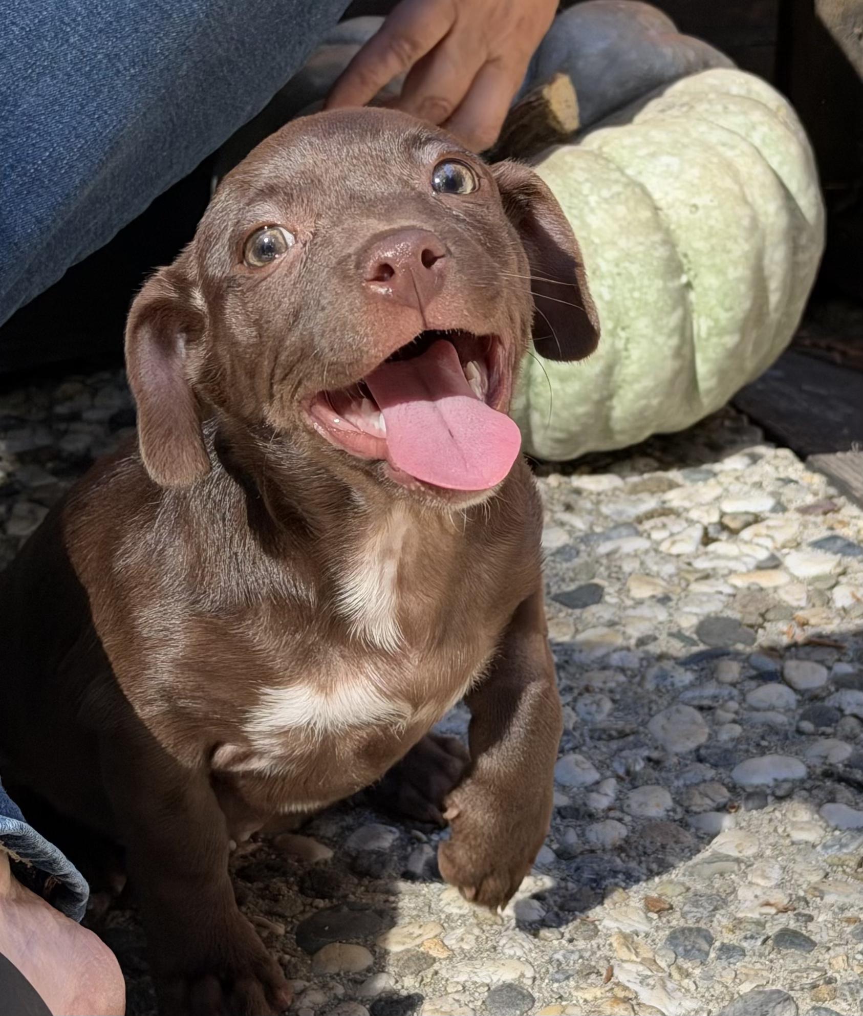 Enlarge Coffee litter Espresso, a Adoptable mixed breed in Redwood City, CA image 5/6