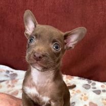 Enlarge Coffee litter Espresso, a Adoptable mixed breed in Redwood City, CA image 1/5