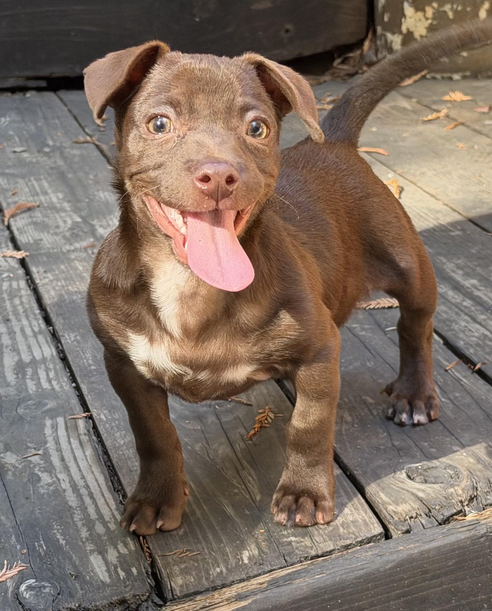 Enlarge Coffee litter Espresso, a Adoptable mixed breed in Redwood City, CA image 3/6