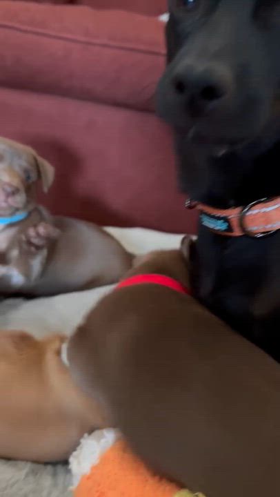 Enlarge Coffee litter Espresso, a Adoptable mixed breed in Redwood City, CA video 5/5