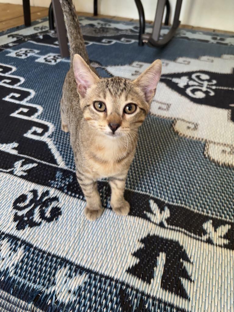 Peanut, Adoptable, Young Male Domestic Short Hair & Tabby.