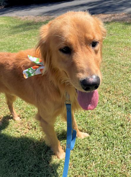 Enlarge Peeta, a Adopted Golden Retriever in Los Angeles, CA image 4/4