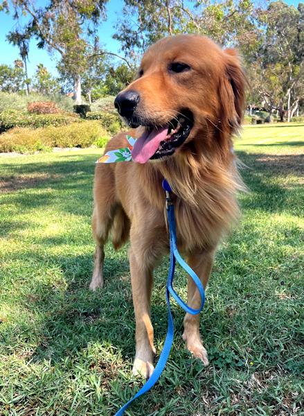 Enlarge Peeta, a Adopted Golden Retriever in Los Angeles, CA image 2/4