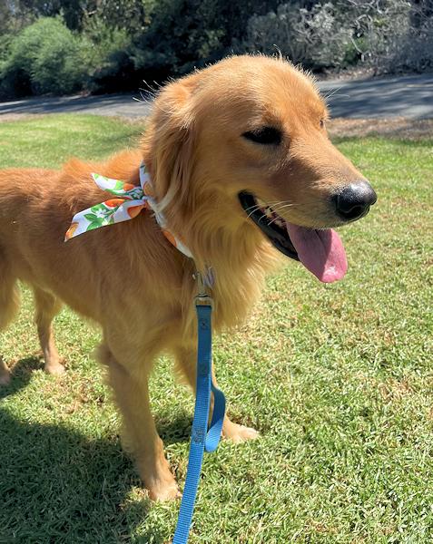 Enlarge Peeta, a Adopted Golden Retriever in Los Angeles, CA image 3/4