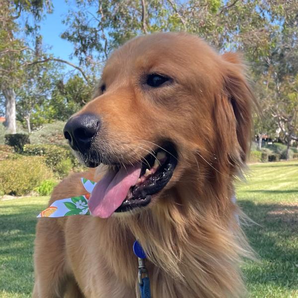 Enlarge Peeta, a Adopted Golden Retriever in Los Angeles, CA image 1/4