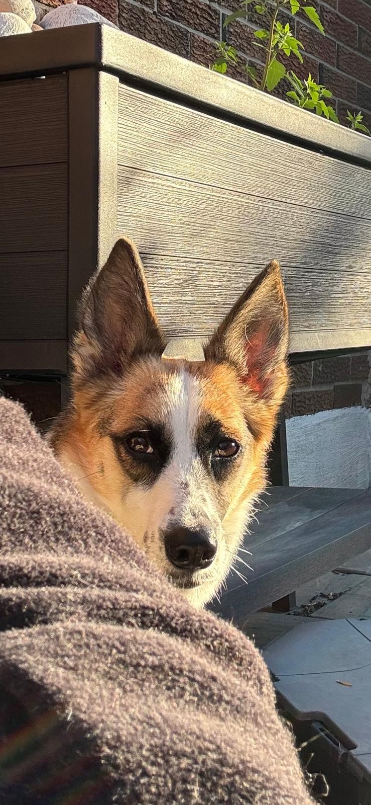 Alice, a Adoptable mixed breed in North York, ON image 2/6