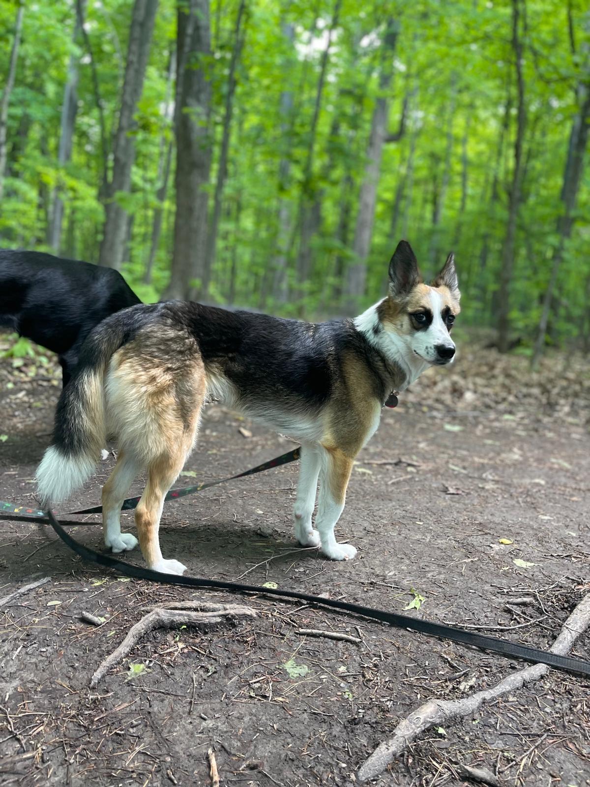 Alice, a Adoptable mixed breed in North York, ON image 6/6