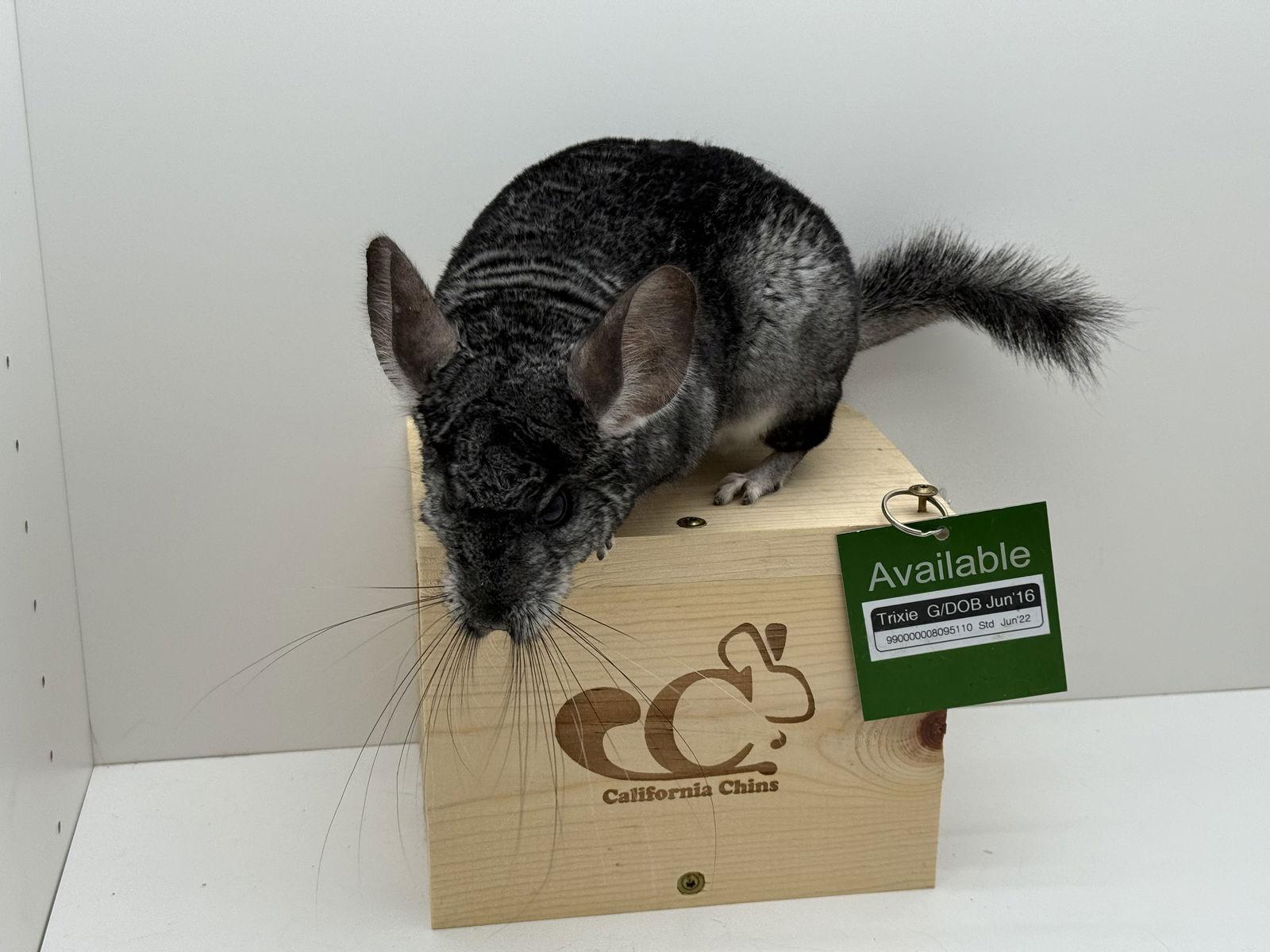 Trixie, Adopted, Adult Female Chinchilla.