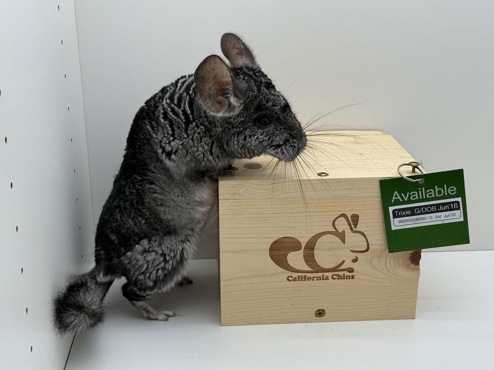 Enlarge Trixie, a Adopted Chinchilla in Sunnyvale, CA image 2/3