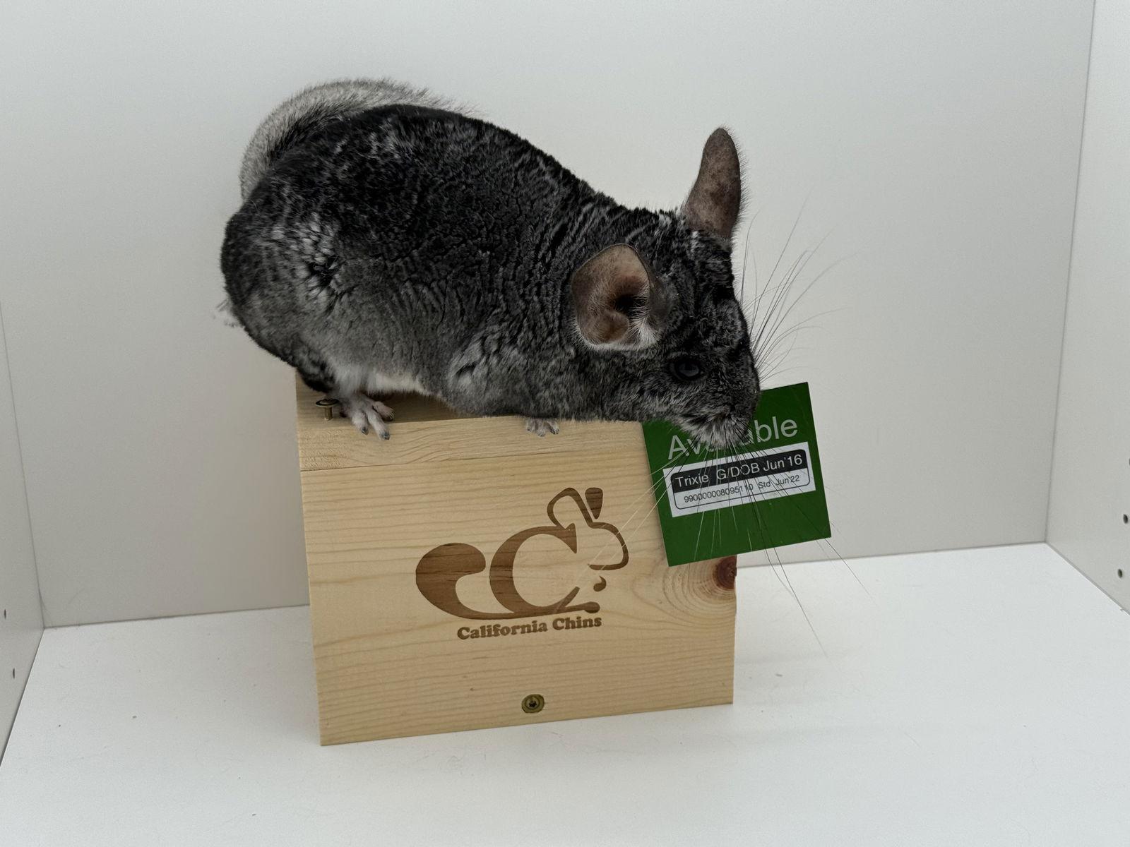 Enlarge Trixie, a Adopted Chinchilla in Sunnyvale, CA image 3/3
