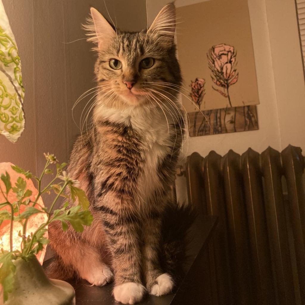 Trisha, Adoptable, Senior Female Domestic Medium Hair.