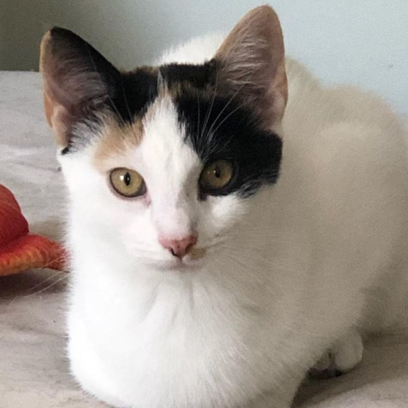 Jem, Adoptable, Kitten Female Calico.