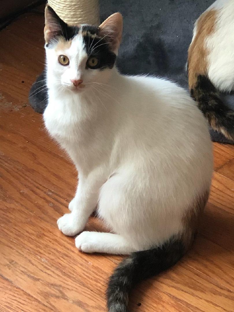 Enlarge Jem, a Adoptable Calico in Philadelphia, PA image 2/2