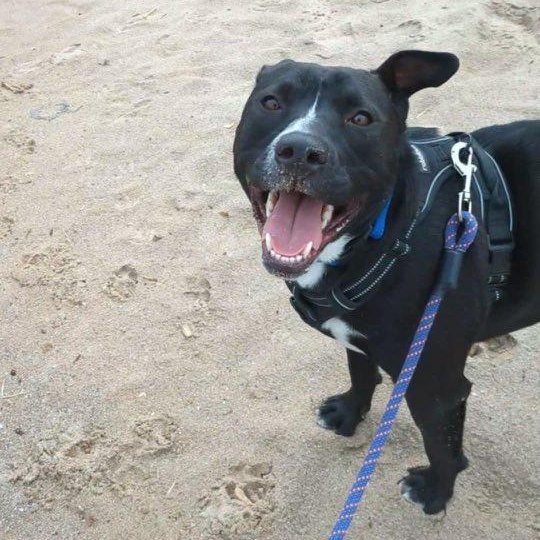 Sylvester, an adoptable Terrier in Penfield, NY, 14526 | Photo Image 2