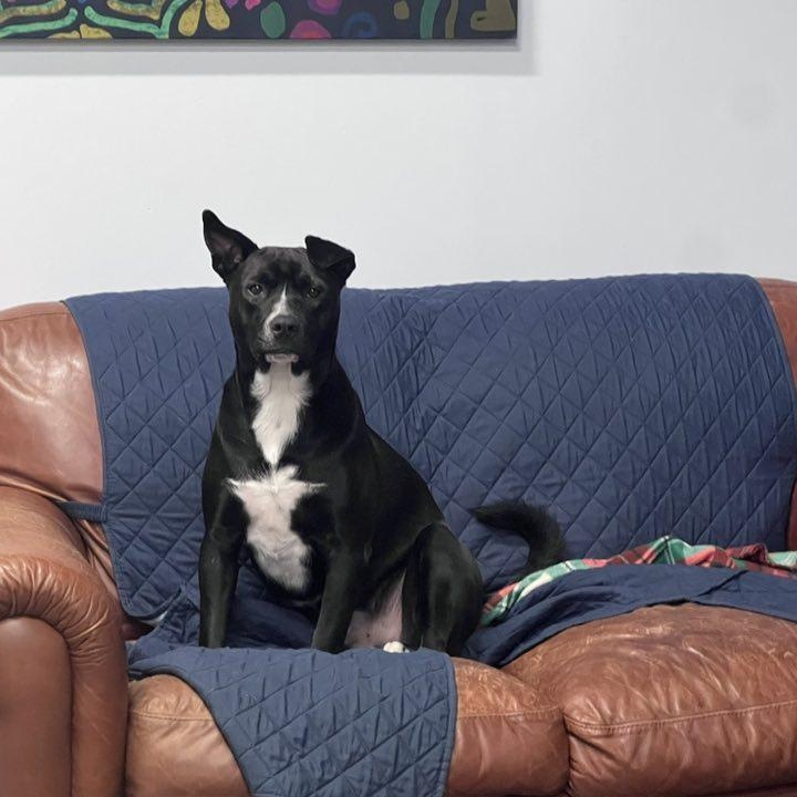 Sylvester, an adoptable Terrier in Penfield, NY, 14526 | Photo Image 3