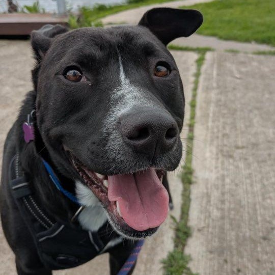 Sylvester, an adoptable Terrier in Penfield, NY, 14526 | Photo Image 5