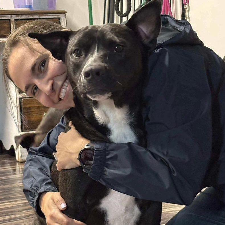 Sylvester, an adoptable Terrier in Penfield, NY, 14526 | Photo Image 4