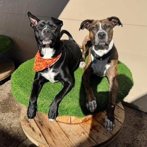 Sylvester, an adoptable Terrier in Penfield, NY, 14526 | Photo Image 6