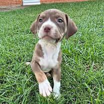 Cinnamon